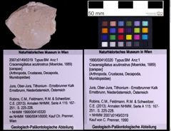 Foto (Objekt + Etiketten) von Cracensigillatus acutirostrus (Moericke, 1889) (NHMW-GEO-1990-0041-0320)